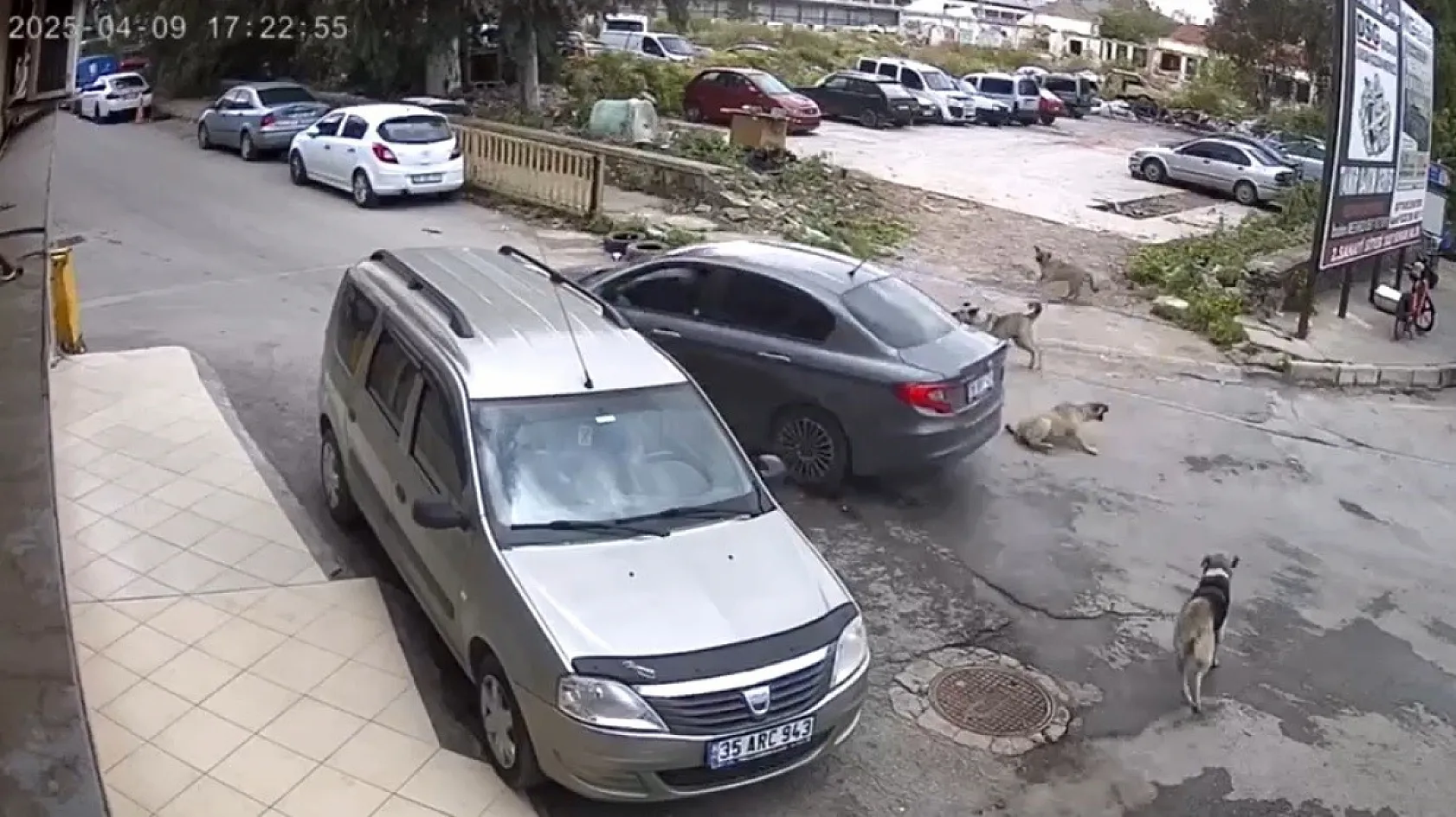 Vicdansız sürücü köpeği ezdi, arkasına bile bakmadı