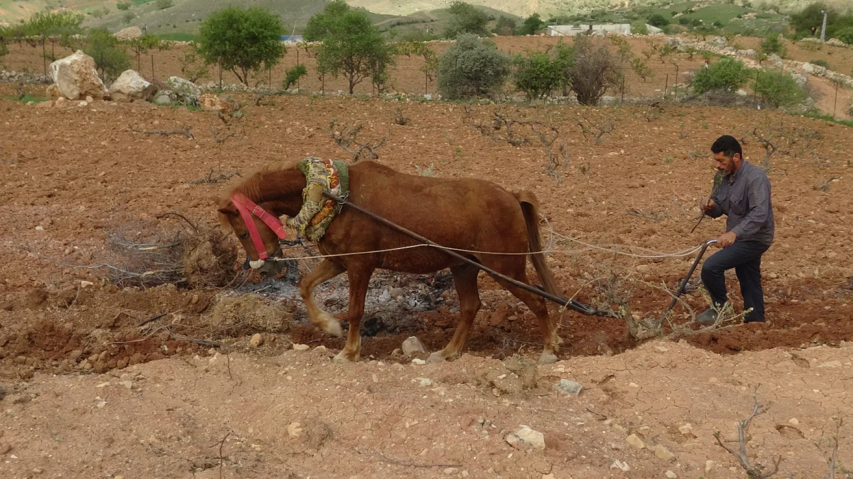 Traktörün giremediği tarlalar atla sürülüyor