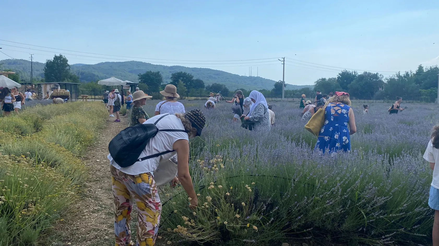 Fethiye'de lavantadan üretime, üretimden katma değere