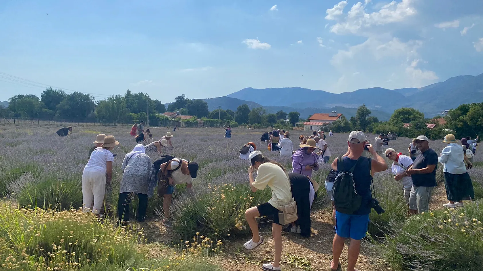 Fethiye'de lavantadan üretime, üretimden katma değere