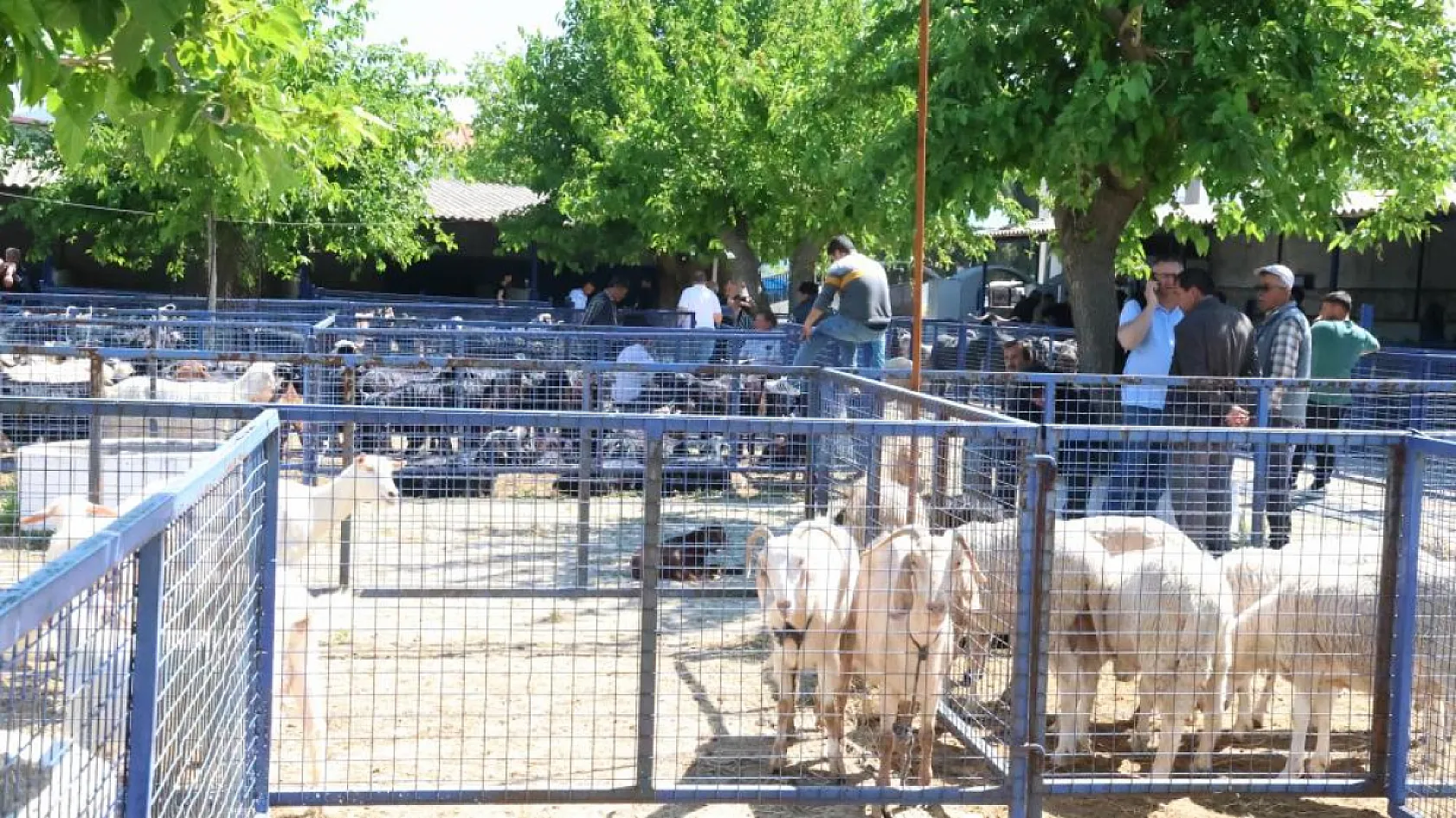 Muğla'da kurbanlık satışları devam ediyor