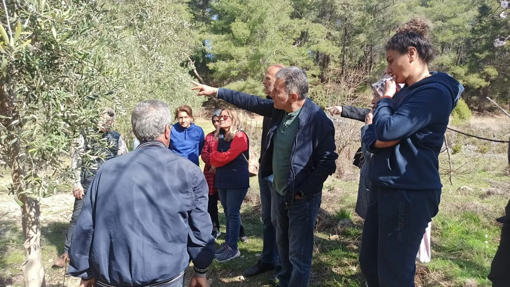 Fethiye'de yerli ve yabancı turistlerin zeytine ilgisi