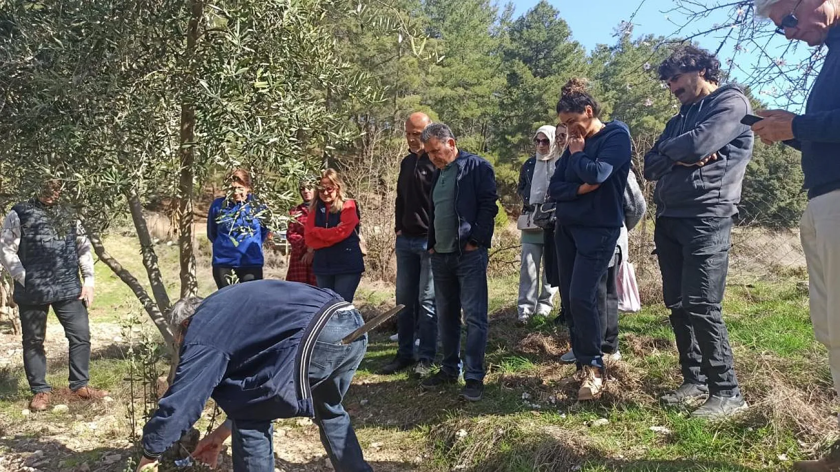 Fethiye'de yerli ve yabancı turistlerin zeytine ilgisi