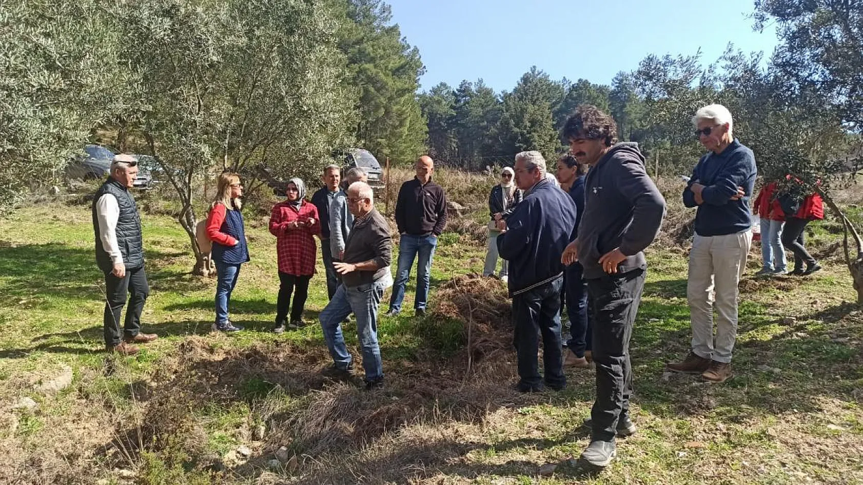 Fethiye'de yerli ve yabancı turistlerin zeytine ilgisi