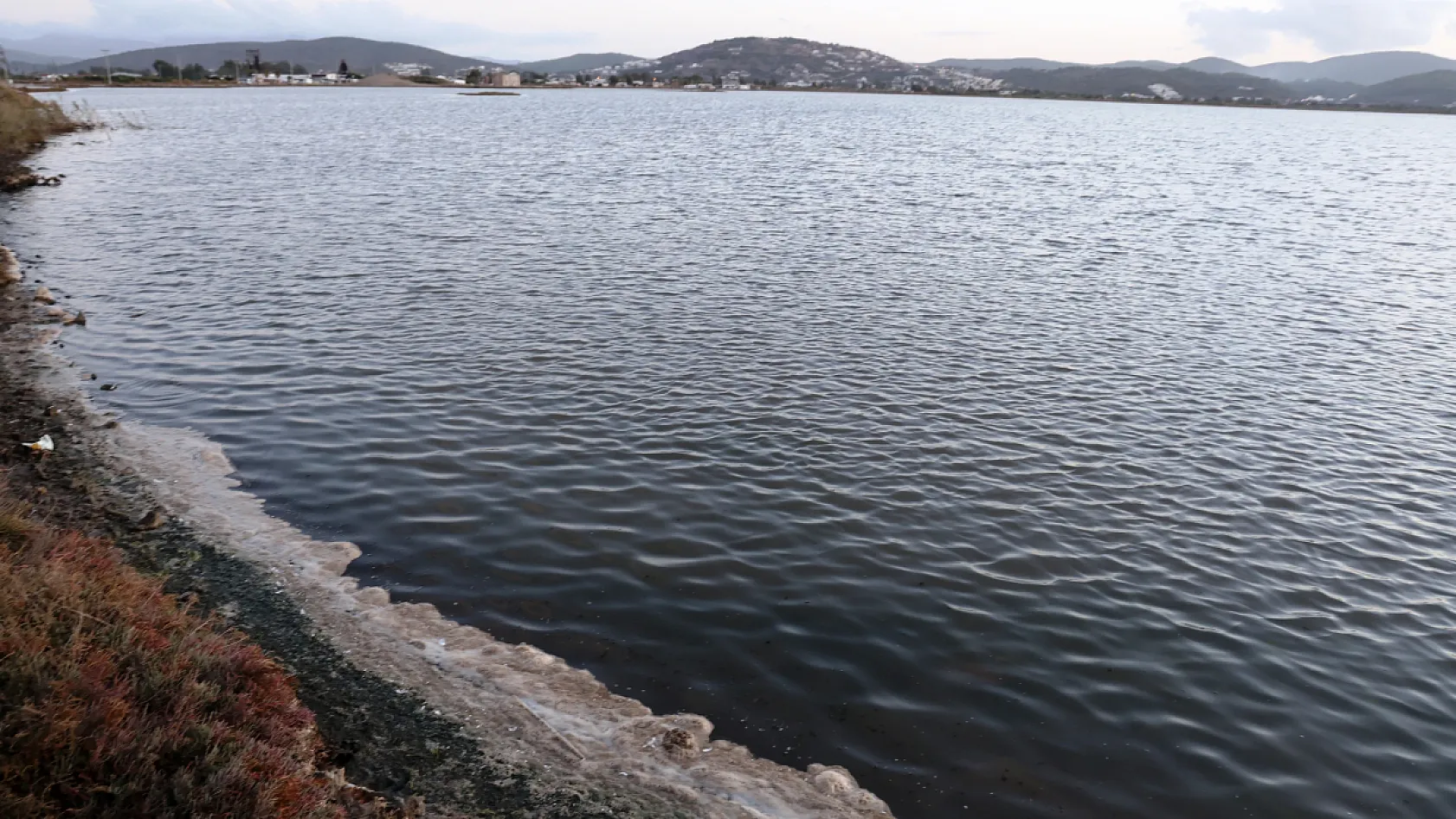 Flamingolara köpük tehdidi