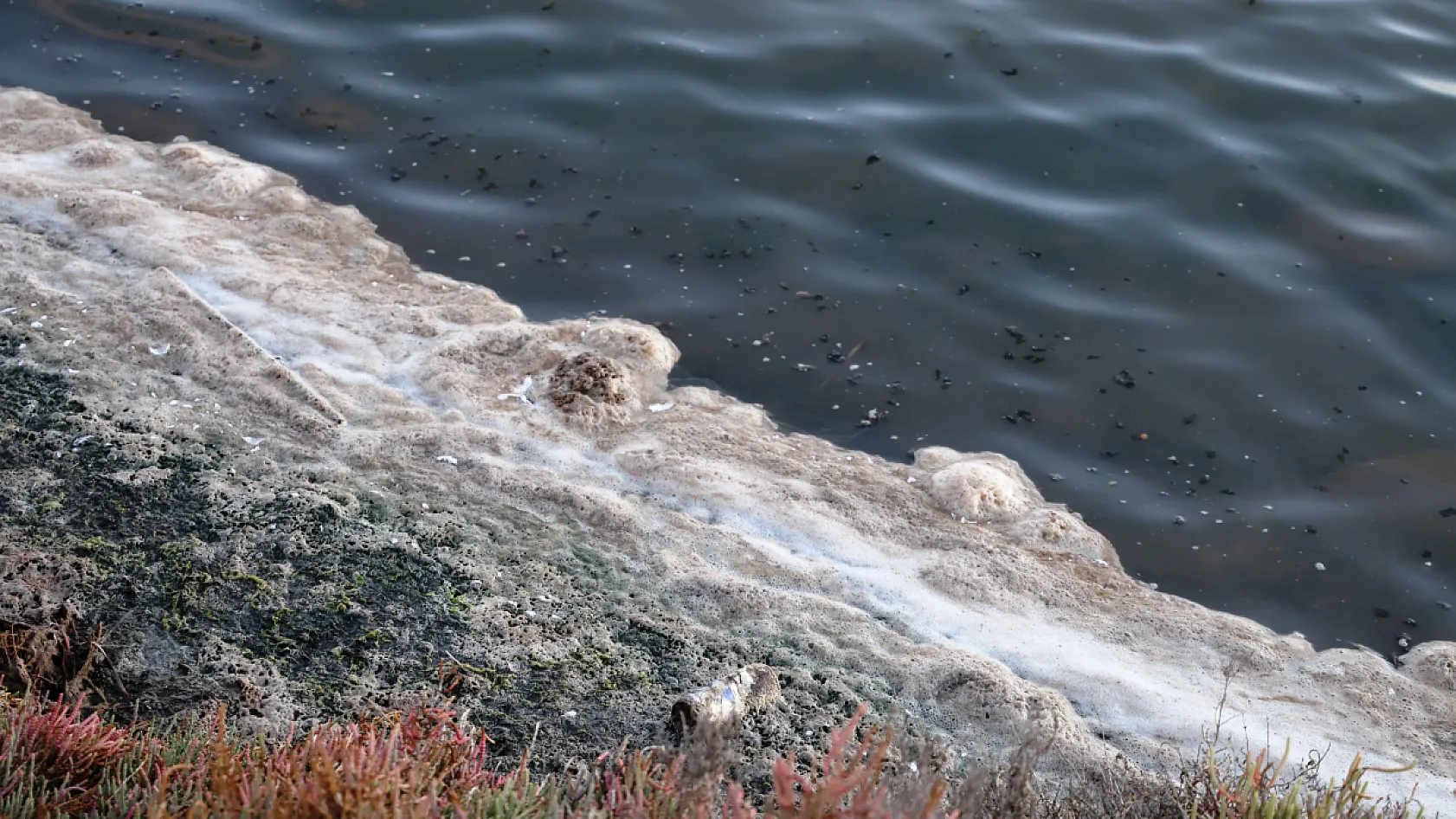 Flamingolara köpük tehdidi