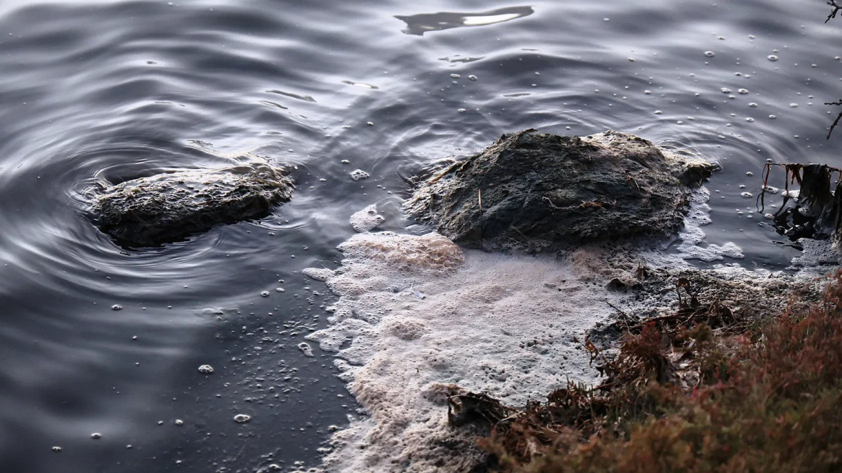 Flamingolara köpük tehdidi