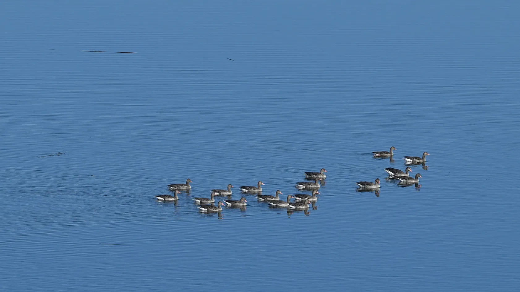 Göller Yöresi'ndeki su kuşu sayımları ekosistem değişimlerini aydınlatıyor