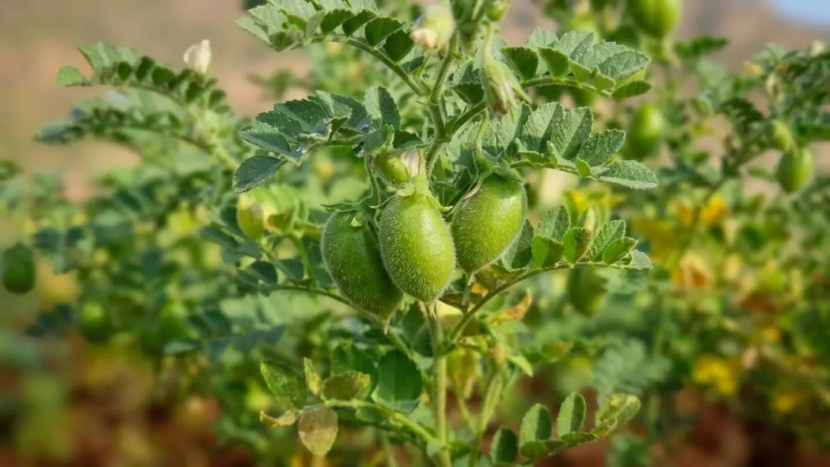 Fethiye'de üretim planlaması için nohut tarlaları incelendi
