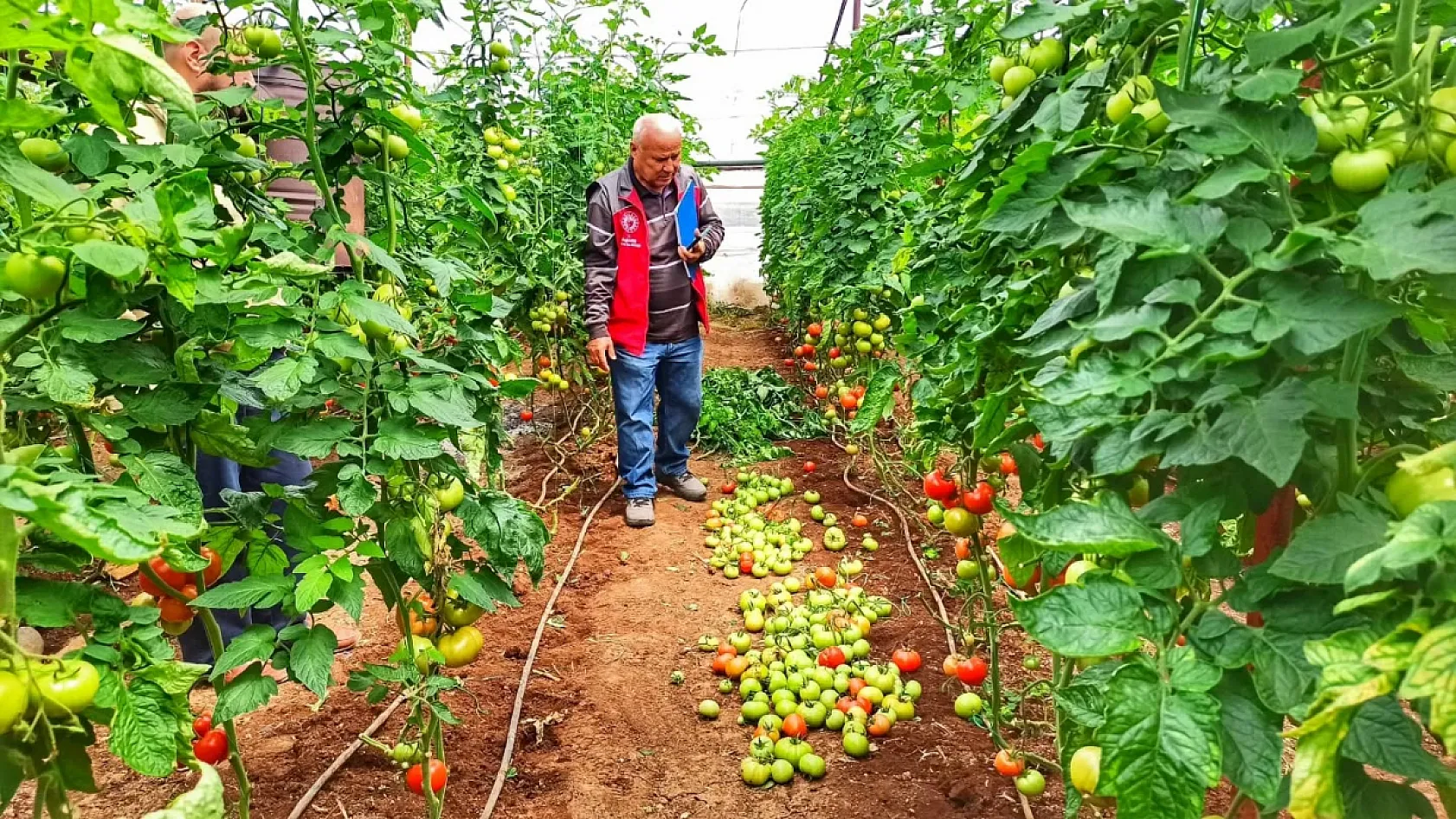 Fethiye'de Yaban Domuzları Seralara Zarar Verdi