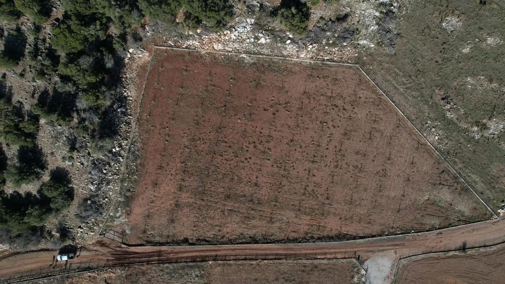 Büyükşehir'den üreticilere  meyve fidanı dağıtımı