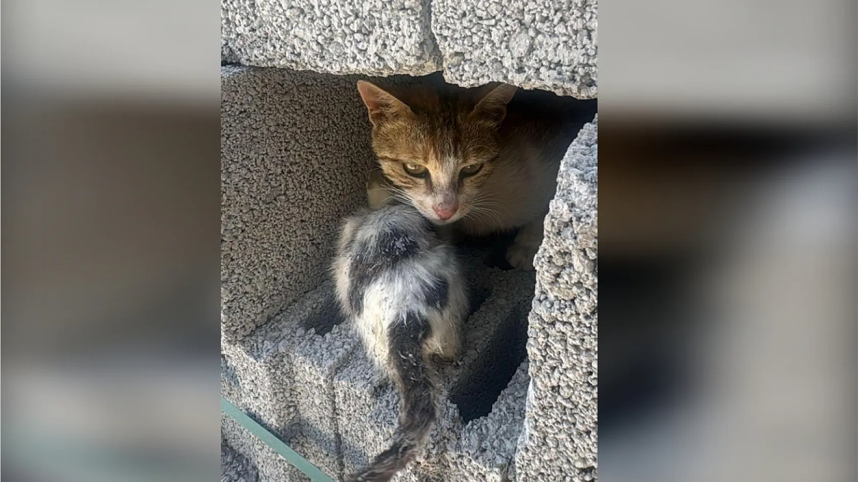 Akıl almaz olay: Beton kalıpta mahsur kalan yavru kedi kurtarıldı