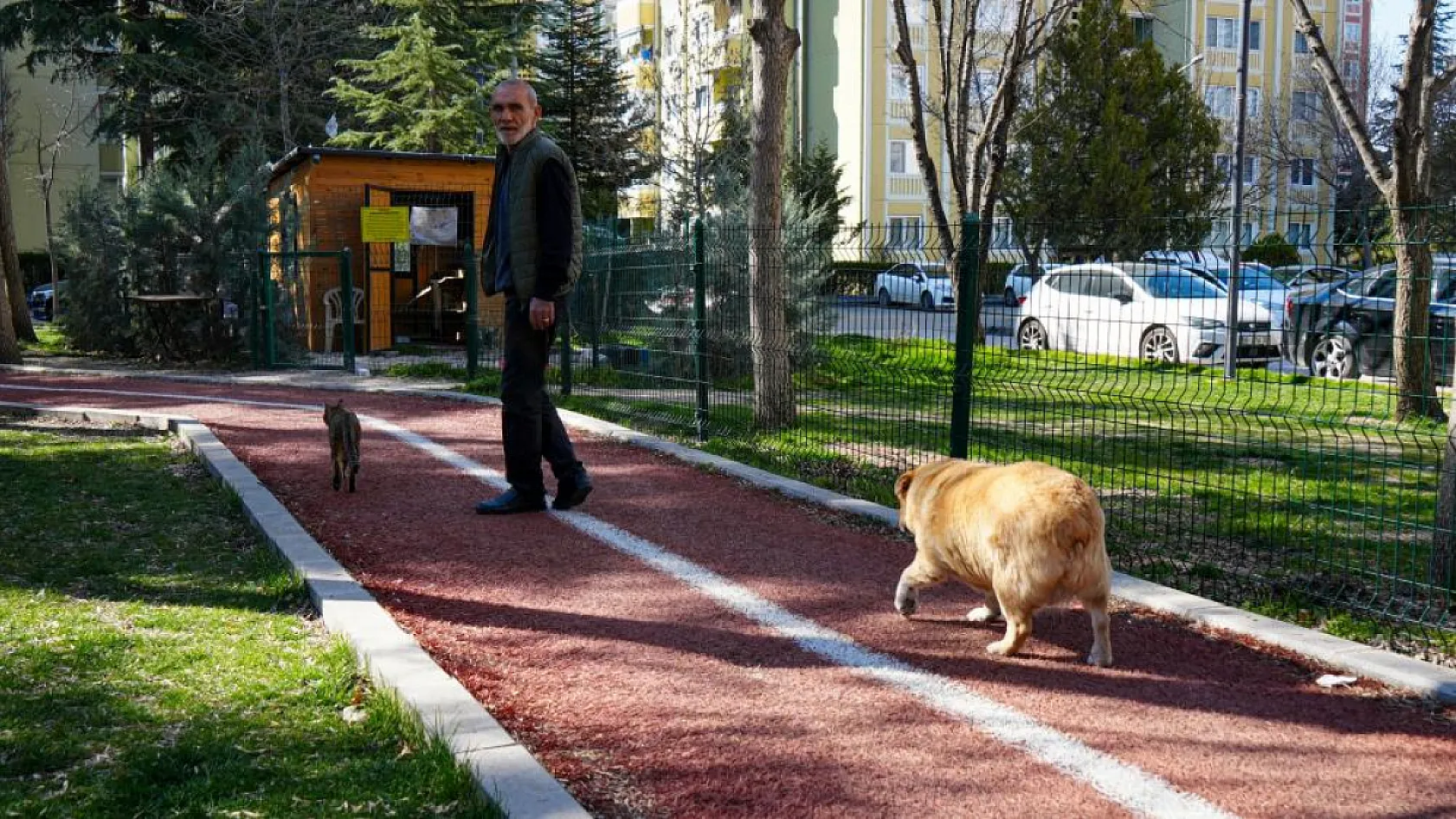 13 yaşındaki obez köpek 'Kız', yürüyüş yaparak zayıflıyor