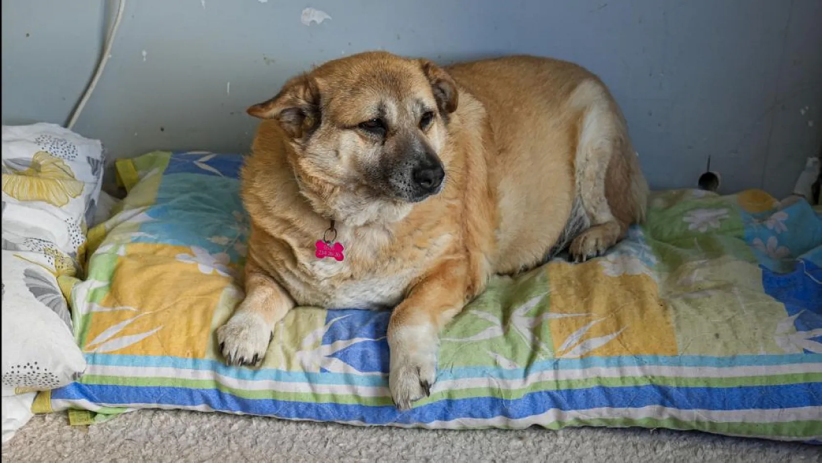 13 yaşındaki obez köpek 'Kız', yürüyüş yaparak zayıflıyor