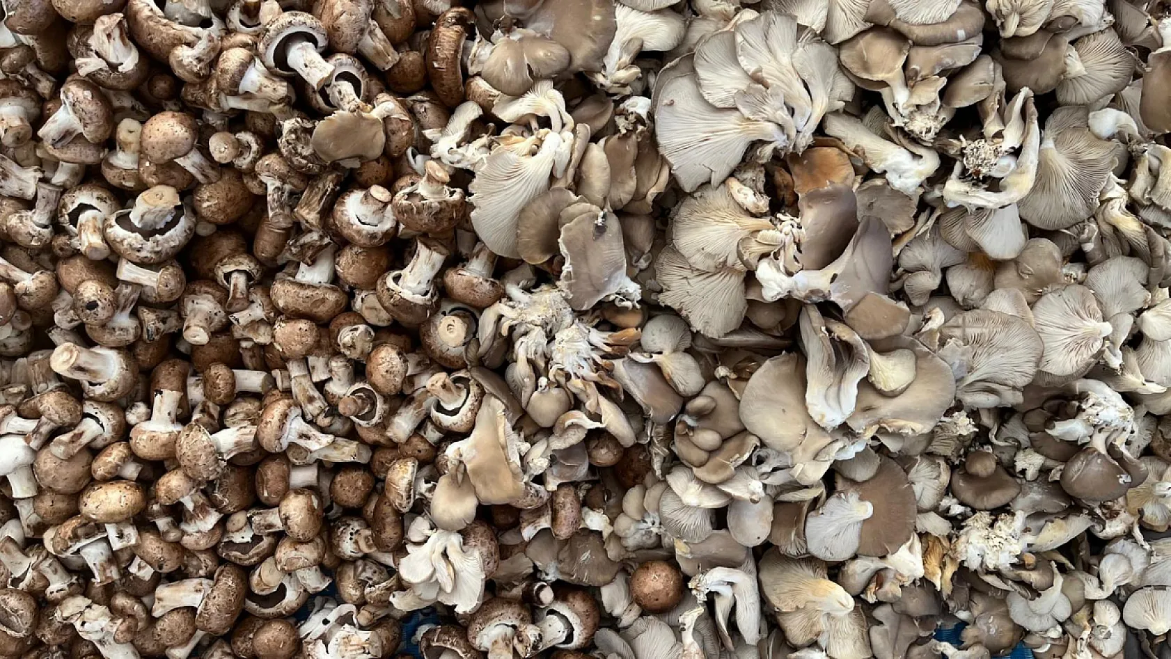 Fethiye Mantarının 300 Gramı 1 Kilo Et Gücünde