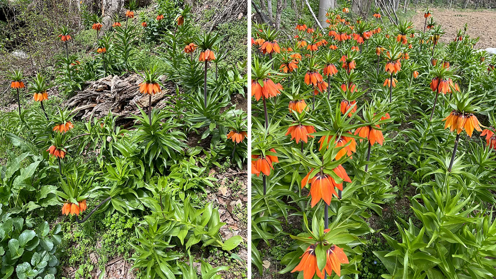 20 Günlük Ömrü Var, Zarar Vermenin Cezası 244 Bin Lira