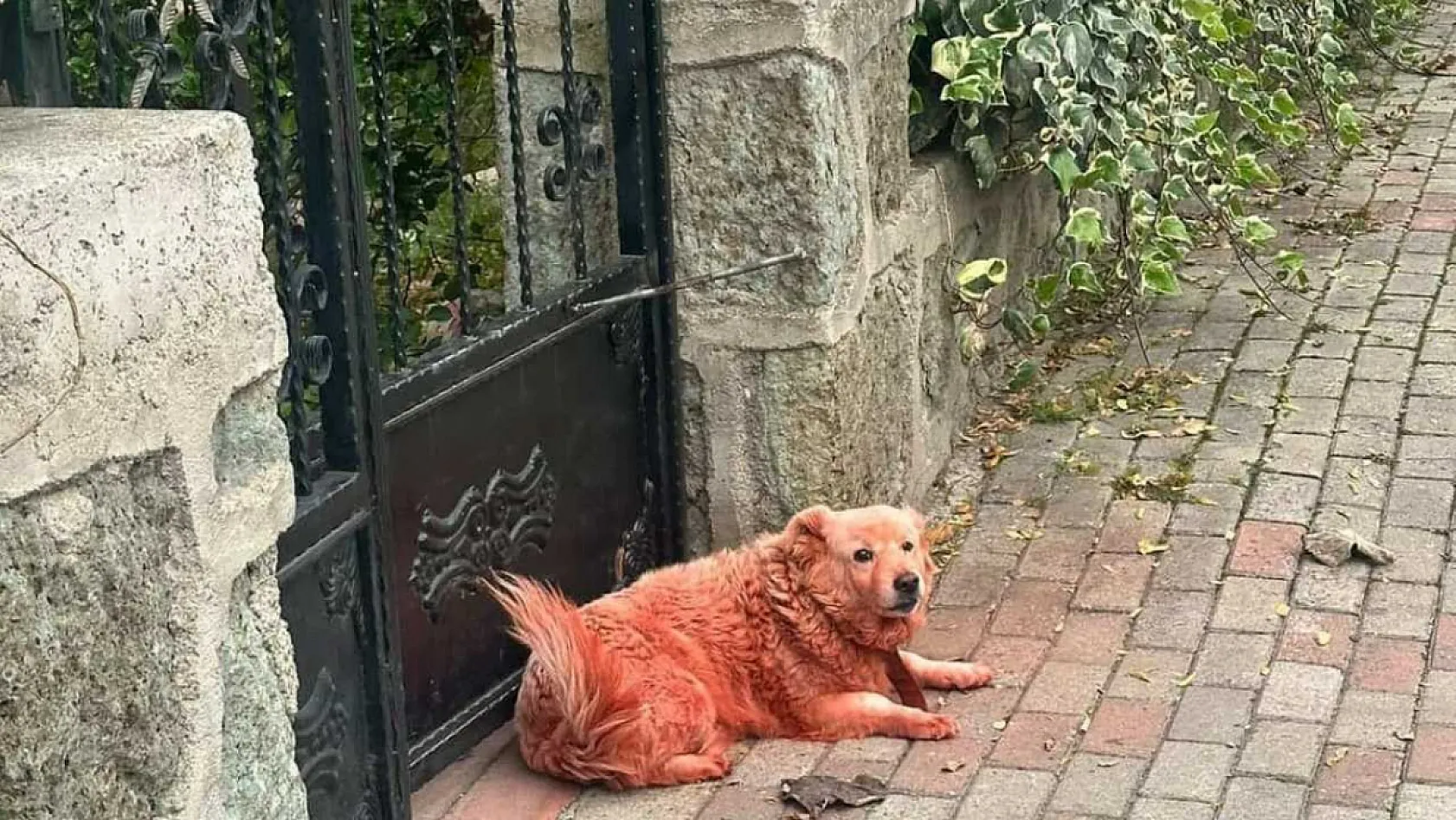 Boyalı köpekler merak uyandırdı