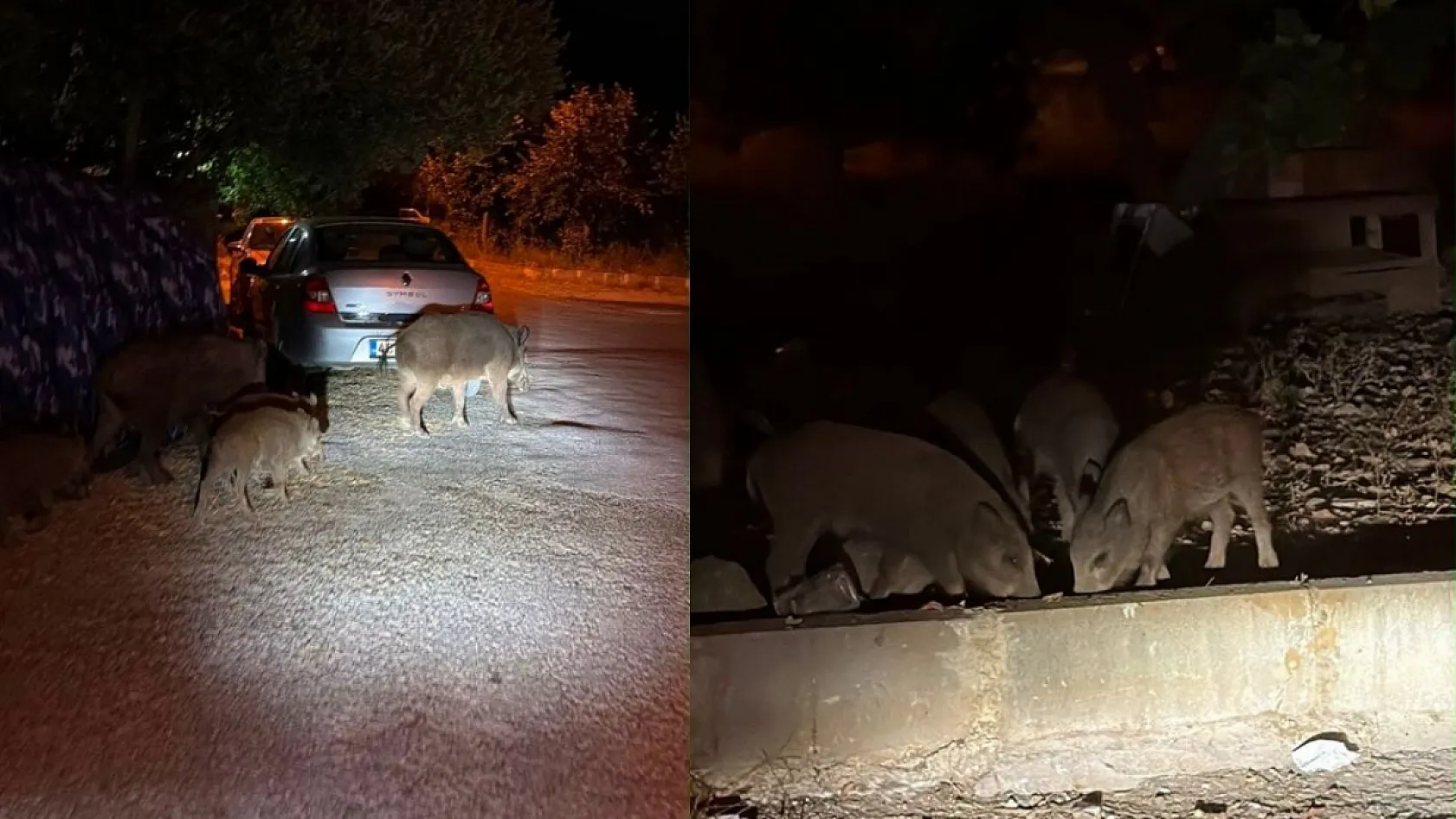 Fethiye'de Domuzlar Sokağa İndi