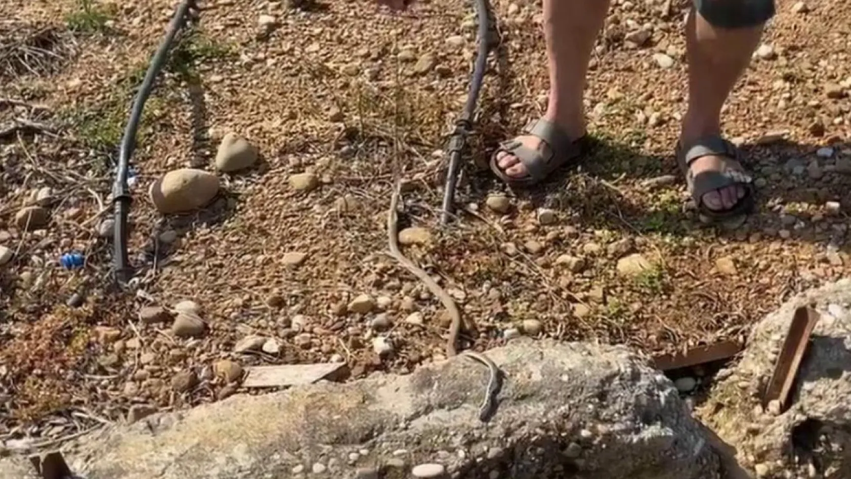 'Yılanı öldürdüm' deyip çektirdiği video pahalıya mal oldu: 22 bin TL ceza yedi