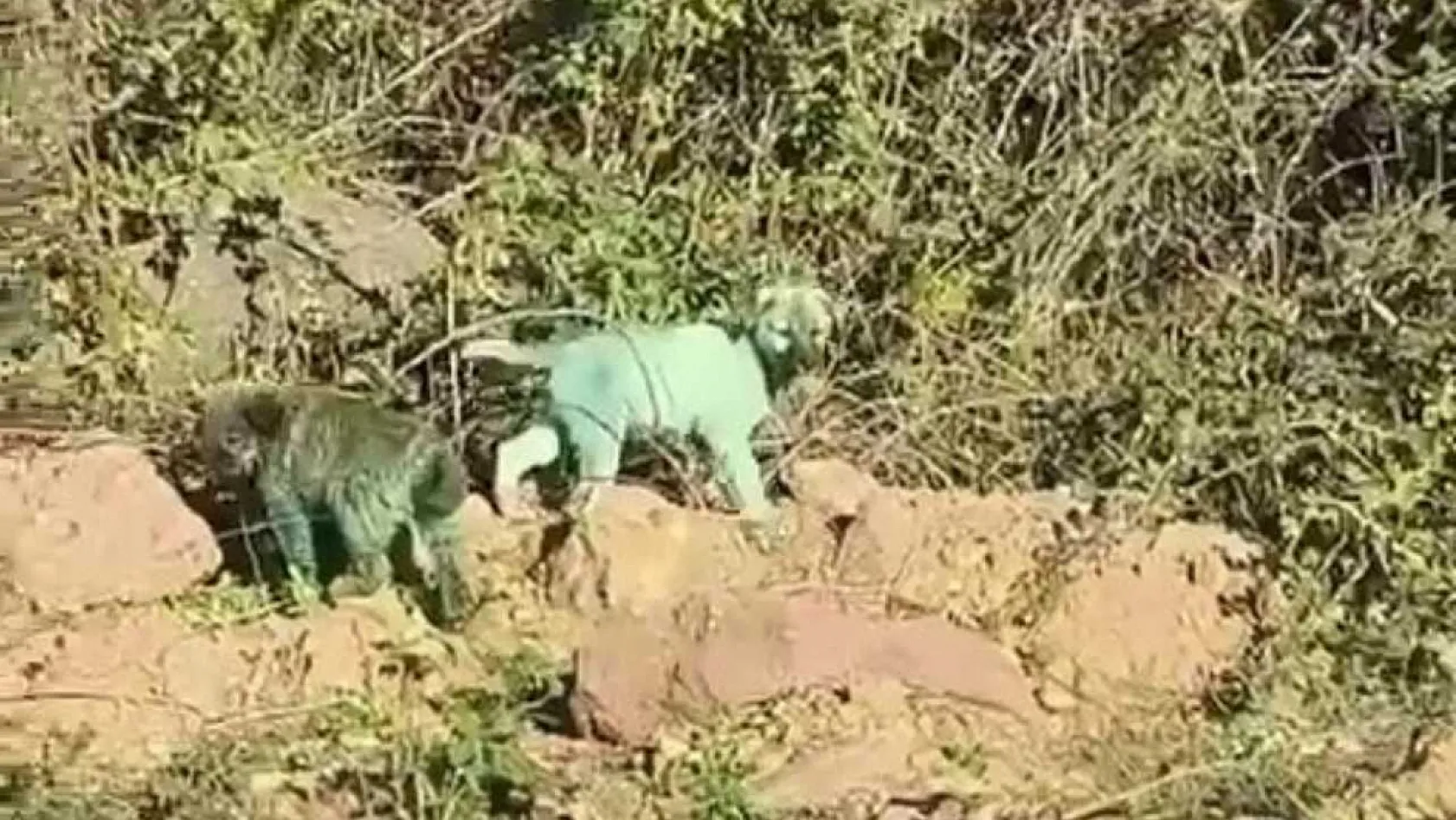 Boyalı köpekler merak uyandırdı