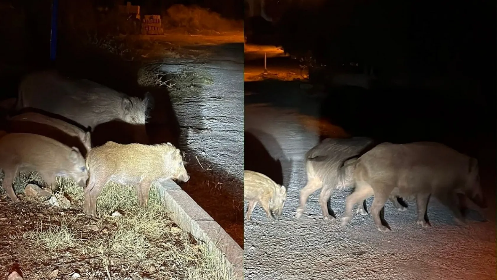Fethiye'de Domuzlar Sokağa İndi