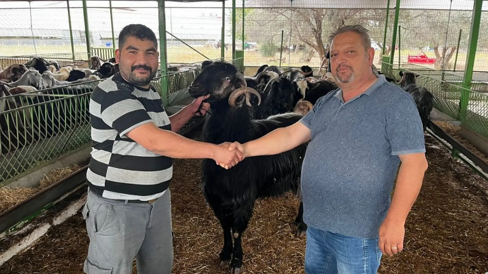 Fethiye'de kurbanlık satışları başladı En ucuzu 10, en pahalısı ise 170 bin TL 