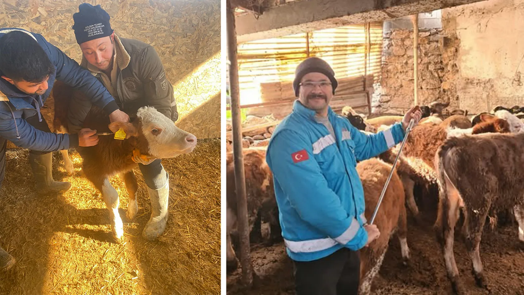 Menteşe'de büyükbaş hayvanlar için şap aşılama çalışmaları devam ediyor