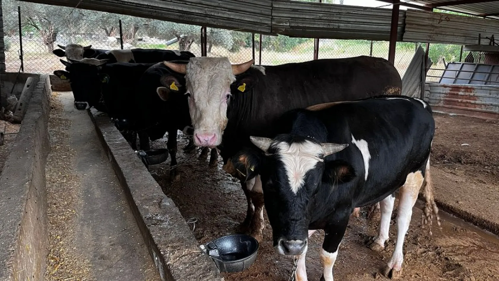 Fethiye'de kurbanlık satışları başladı En ucuzu 10, en pahalısı ise 170 bin TL 