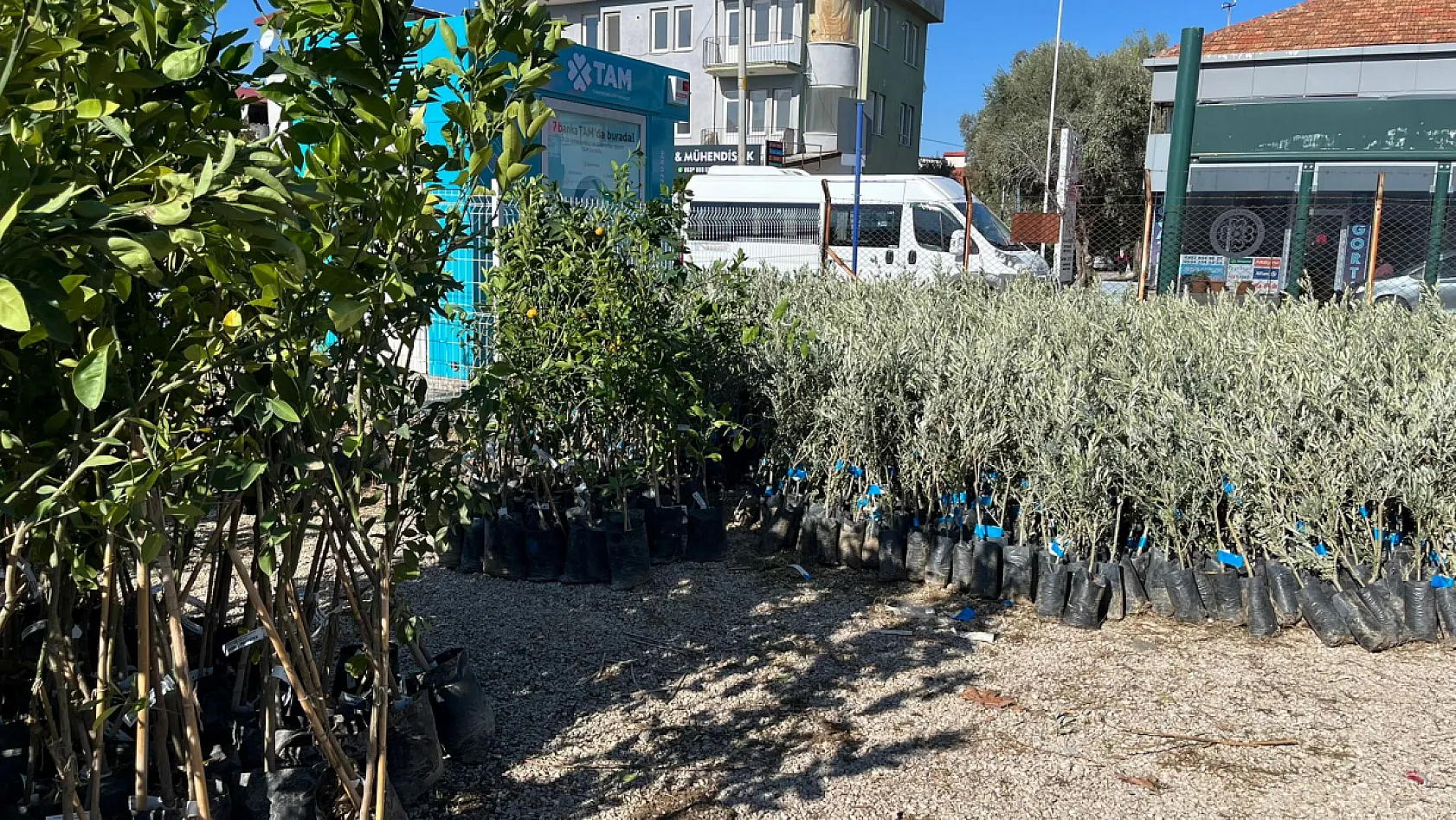 Fethiye Ziraat Odası'ndan Çiftçilere Fidan Desteği