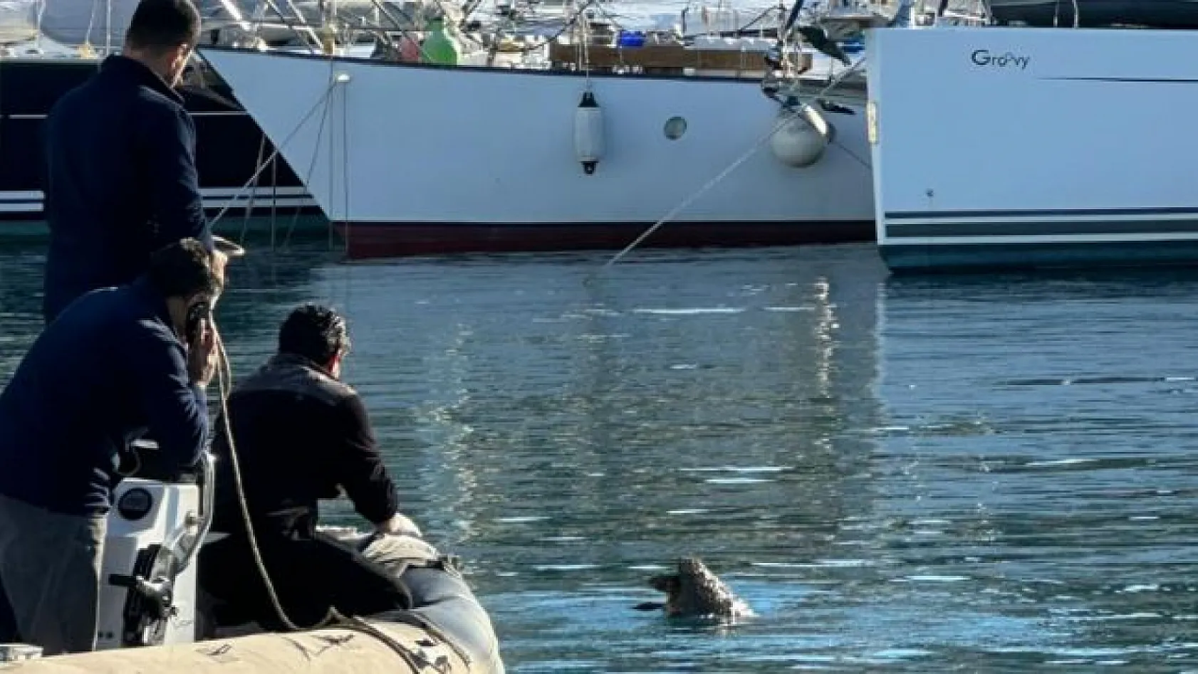 Datça'da denizde yaralı bulunan caretta caretta kurtarıldı