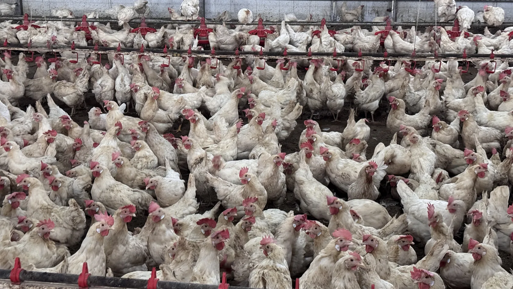 Devlet desteğiyle 18 yaşında kurduğu çiftliğini 14 bin tavuklu işletmeye dönüştürdü