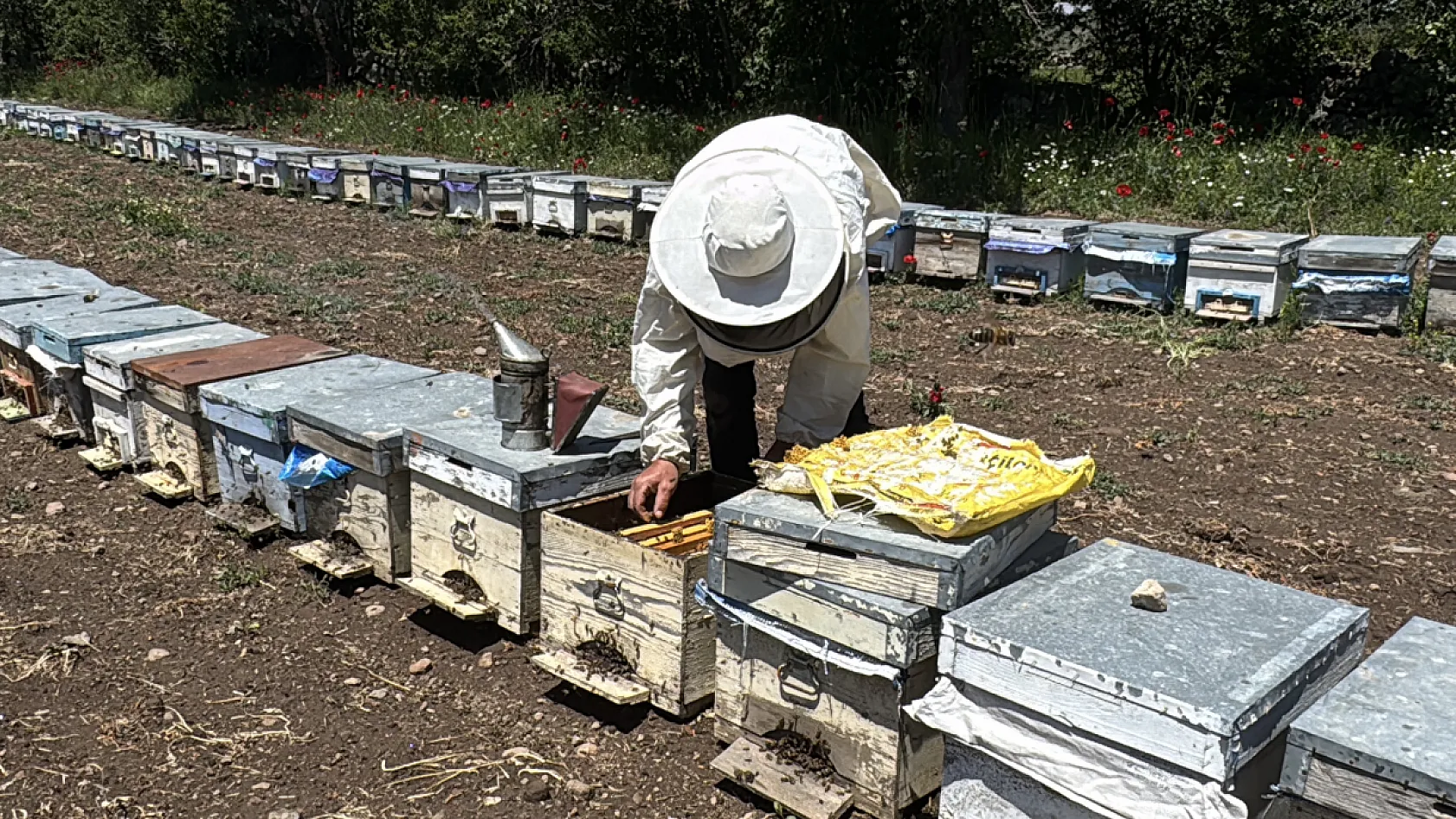Muğlalı Arıcılar Kocatepe Yaylalarında Kaliteli Çiçek Balı Üretimine Hazırlanıyor