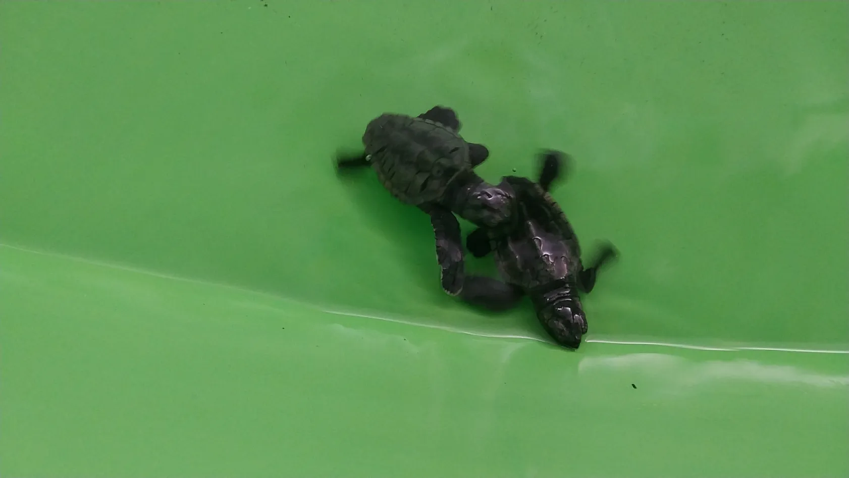 Muğla'daki İztuzu Sahili'nde 350 caretta caretta yavrusu denizle buluştu