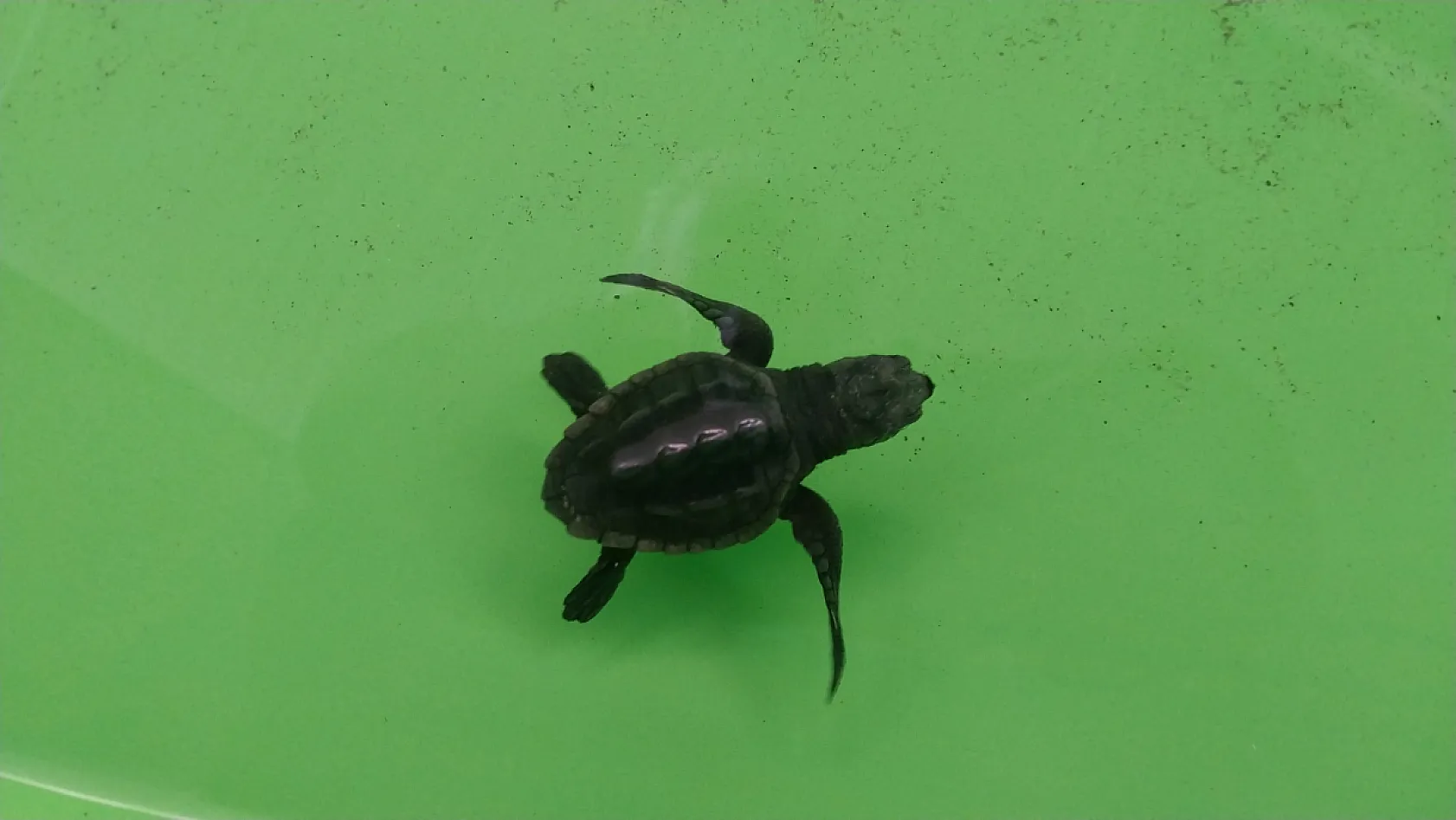Muğla'daki İztuzu Sahili'nde 350 caretta caretta yavrusu denizle buluştu