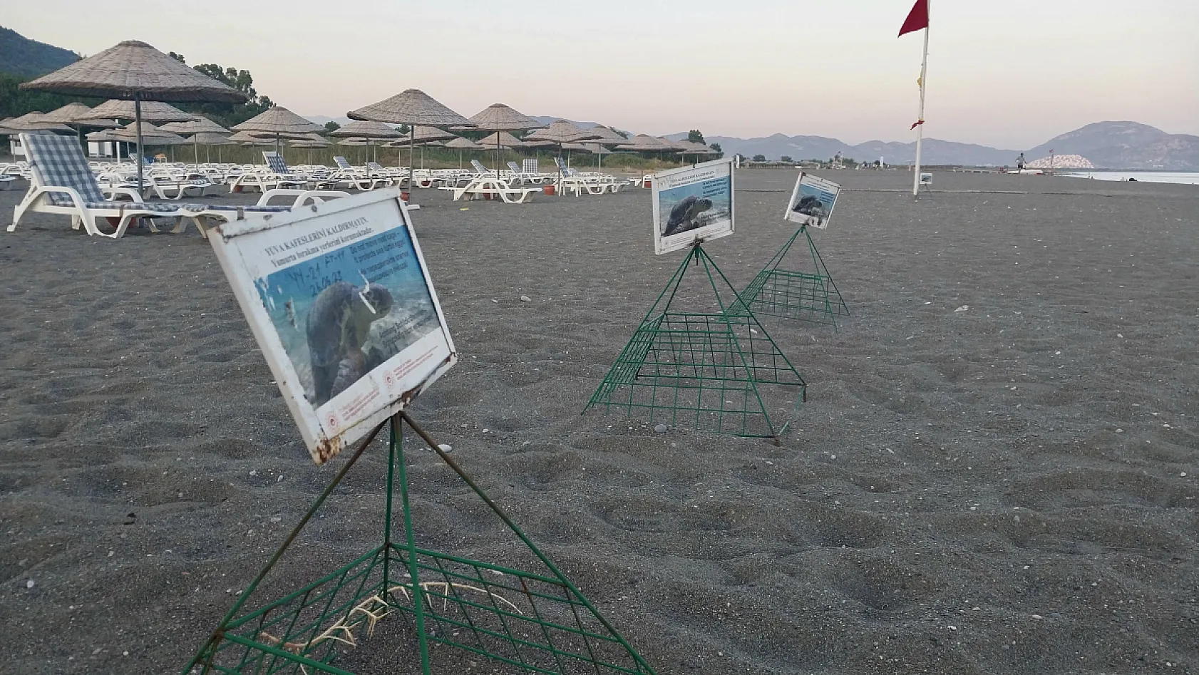 Muğla'da otel görevlilerinin kumsalda bulduğu caretta caretta yavruları denize ulaştırıldı