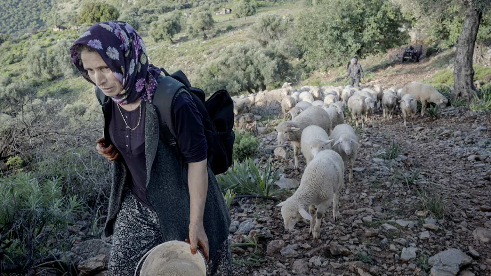 Denizli'den Dalaman'a: Çobanların 6 Aylık Sıra Dışı Göç Yolculuğu