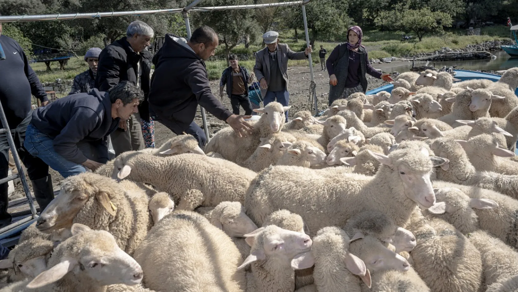 Denizli'den Dalaman'a: Çobanların 6 Aylık Sıra Dışı Göç Yolculuğu