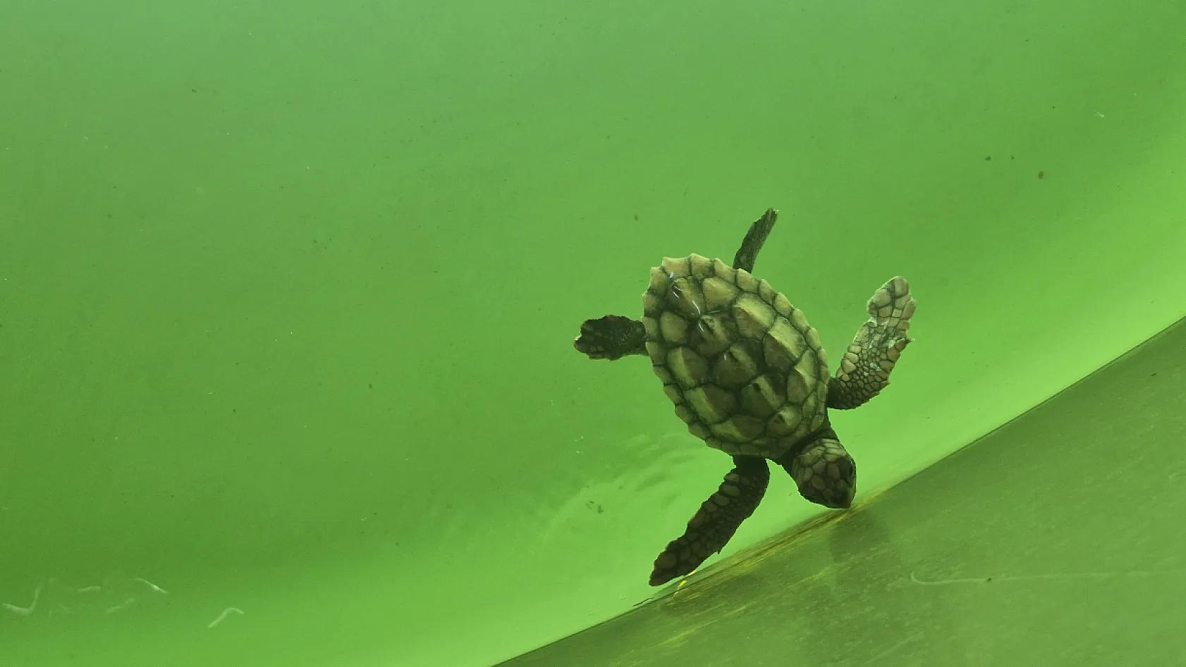 Muğla'da Yumurtadan Çıkan Caretta Caretta Yavruları Mavi Sulara Ulaşıyor