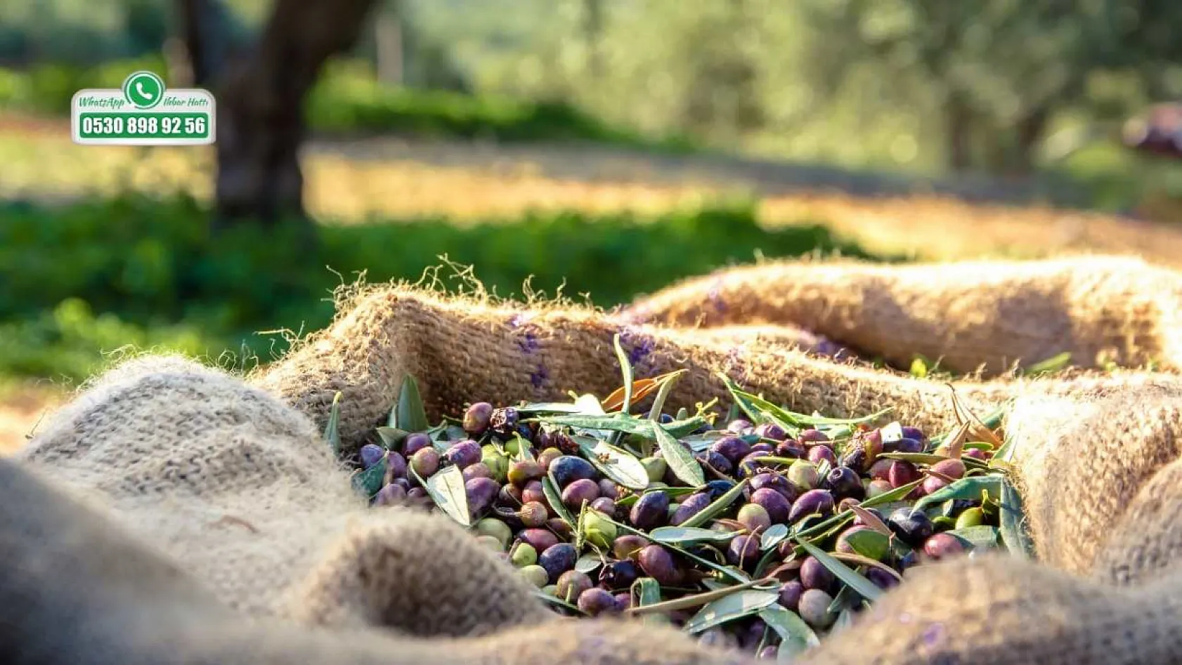 Uzmandan Tüketicilere Zeytin Uyarısı: Bombajlı Ürünlerden Uzak Durun