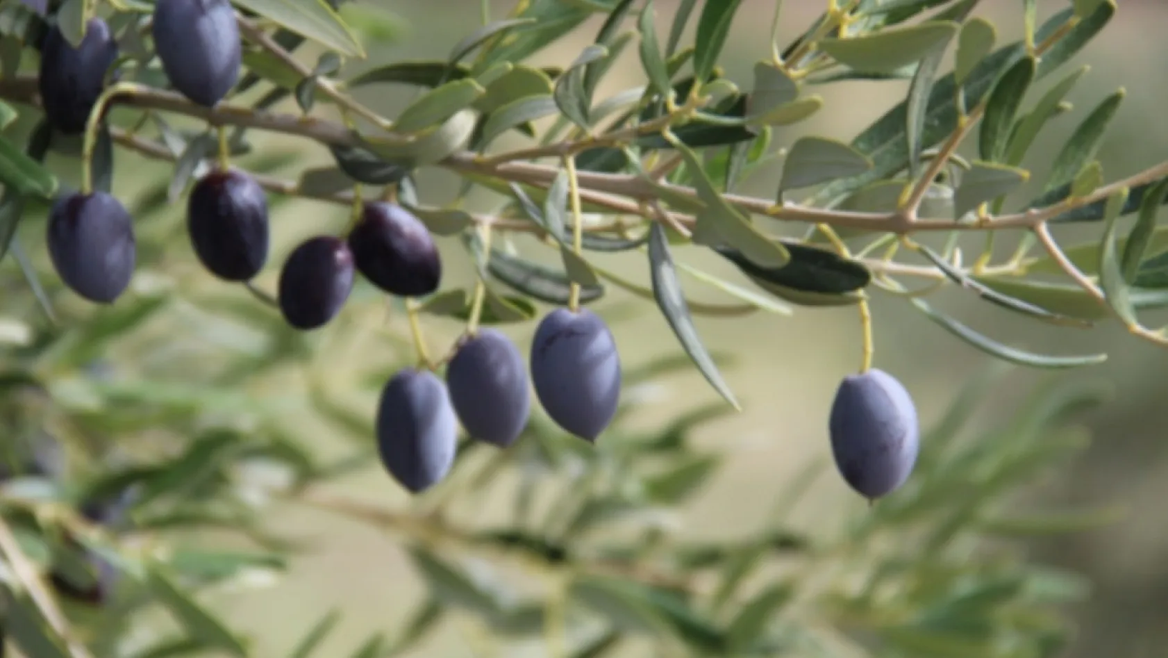 Muğla'da 'Zeytinin Kalite Yolculuğunun Markalaşması' projesinde başarılı üreticiler ödüllendirildi
