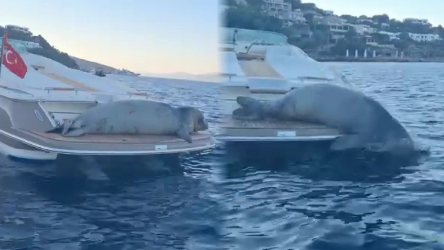 Bodrum'da Akdeniz Foku'nun Motoryat Keyfi