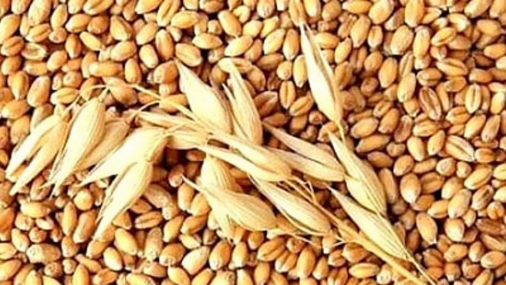 Likya'dan Günümüze Şifa Sofrası: Rezeneli Arpa Lapası Yeniden Hayat Buldu
