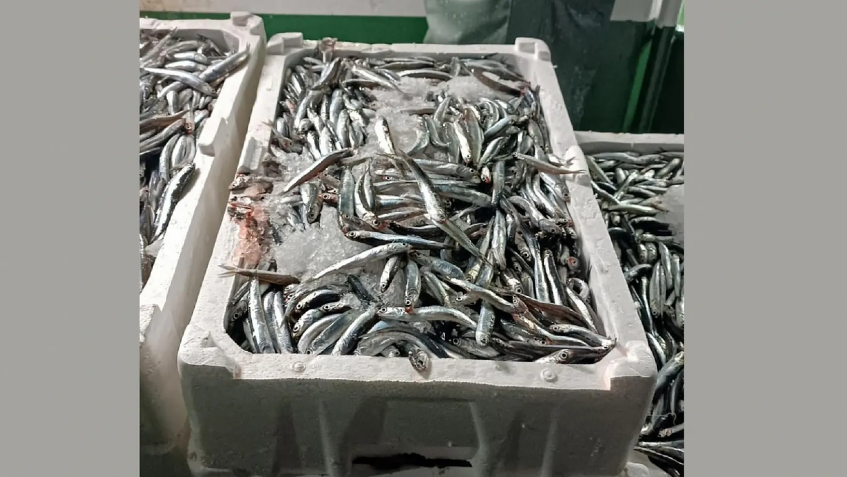 Reis 48 Kontrol Gemisi hamsi denetiminde