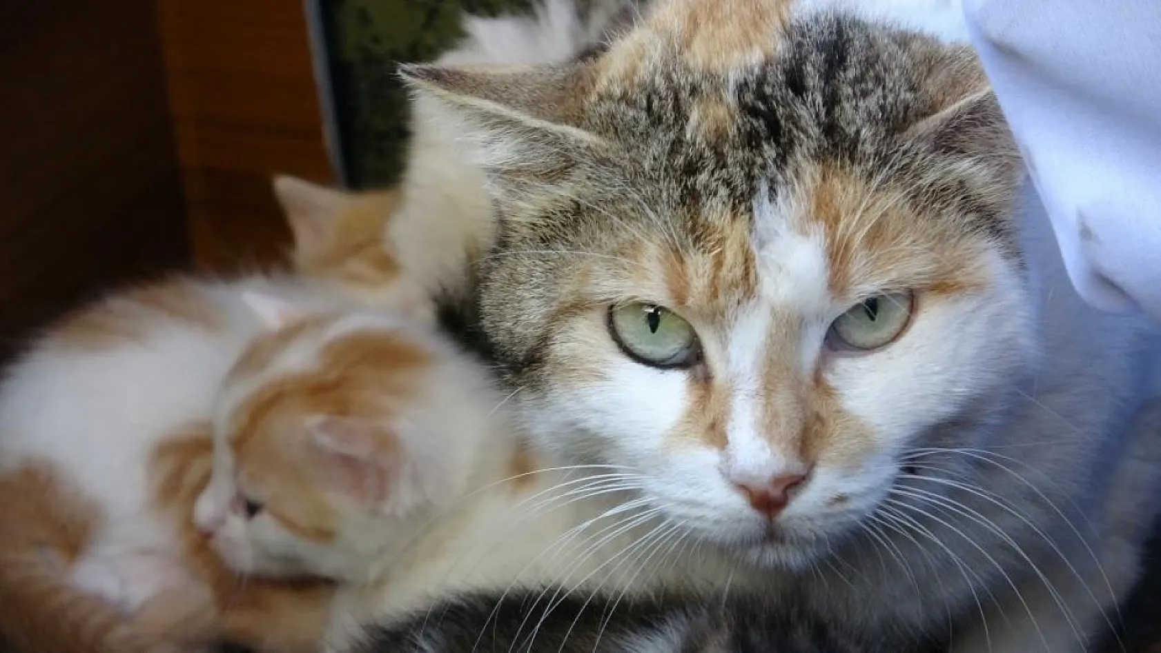 Özel yapım aracını anne kedi ve yavrularına tahsis etti