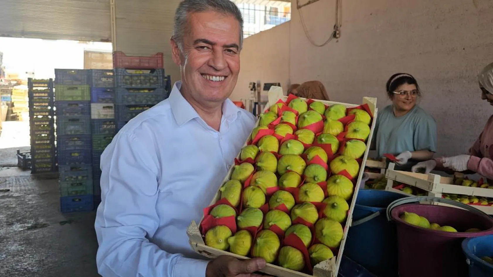 Taze incirin sofralara yolculuğu sürüyor