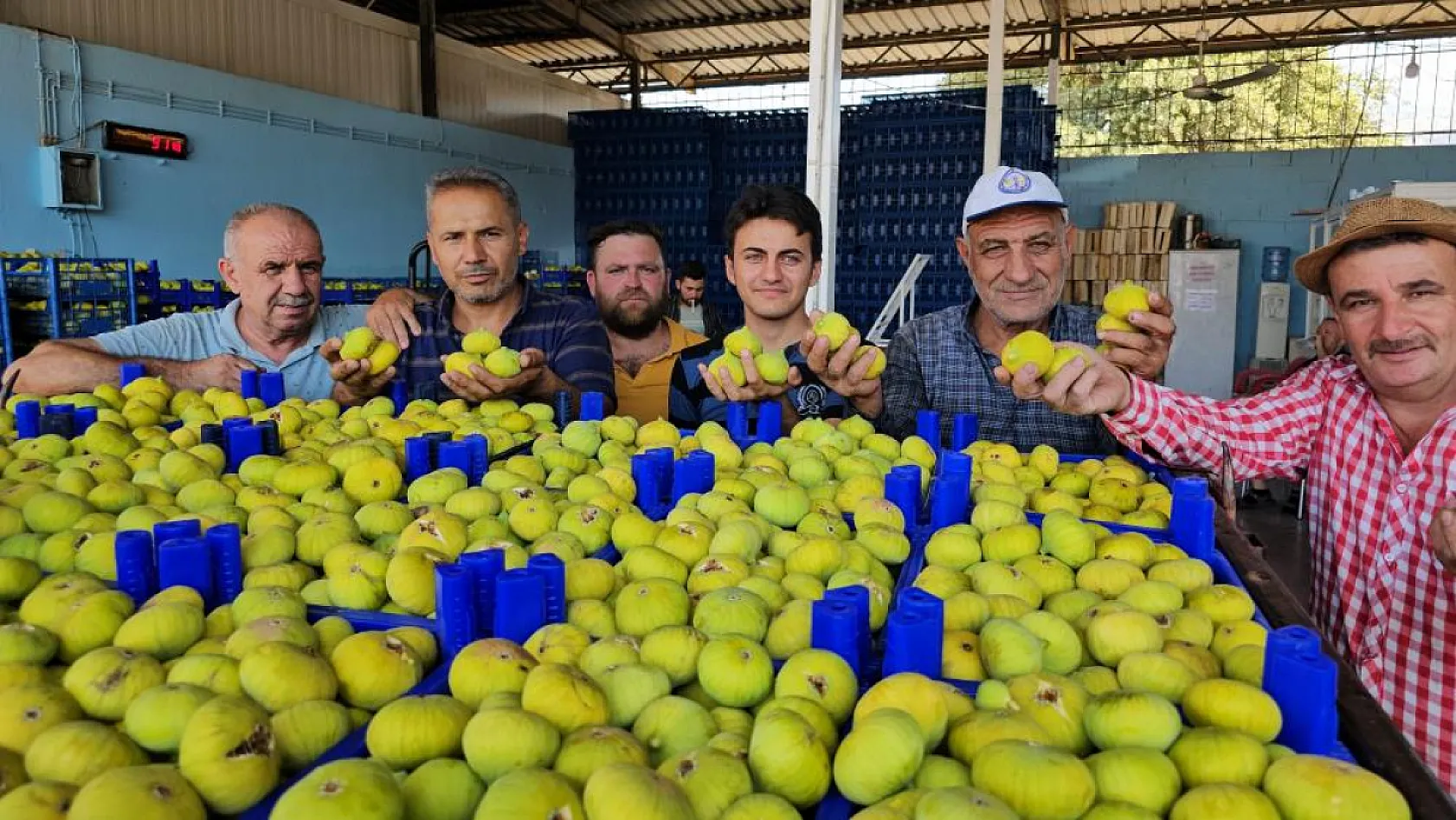 Taze incirin sofralara yolculuğu sürüyor