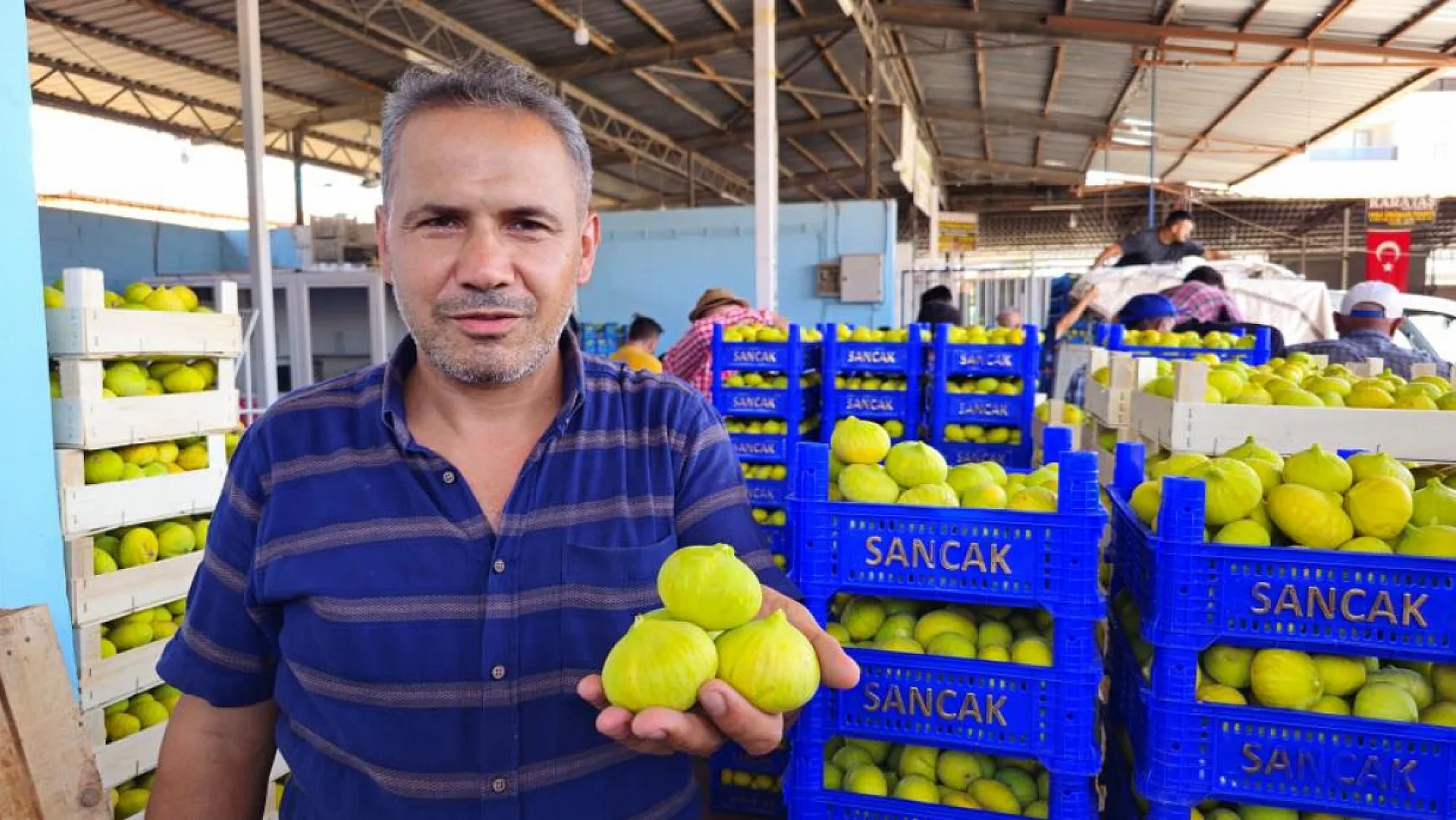Taze incirin sofralara yolculuğu sürüyor