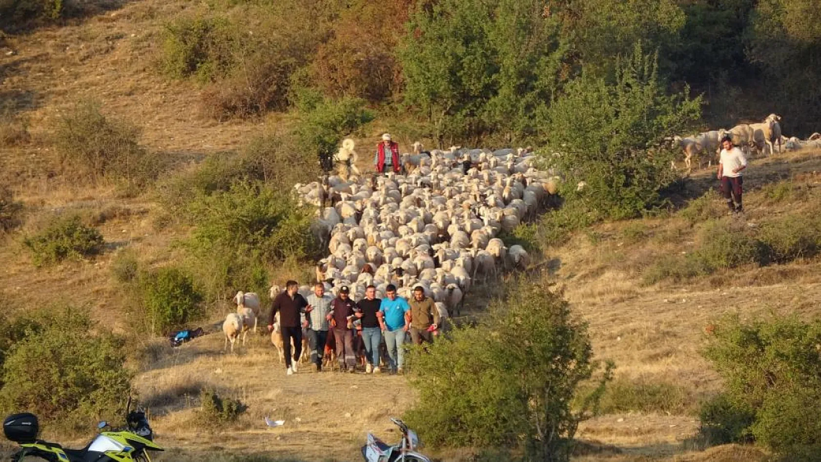 Kök boyalarla boyanıp boncuklarla süslenen koyunlar, çobanların arkasından suya atladı