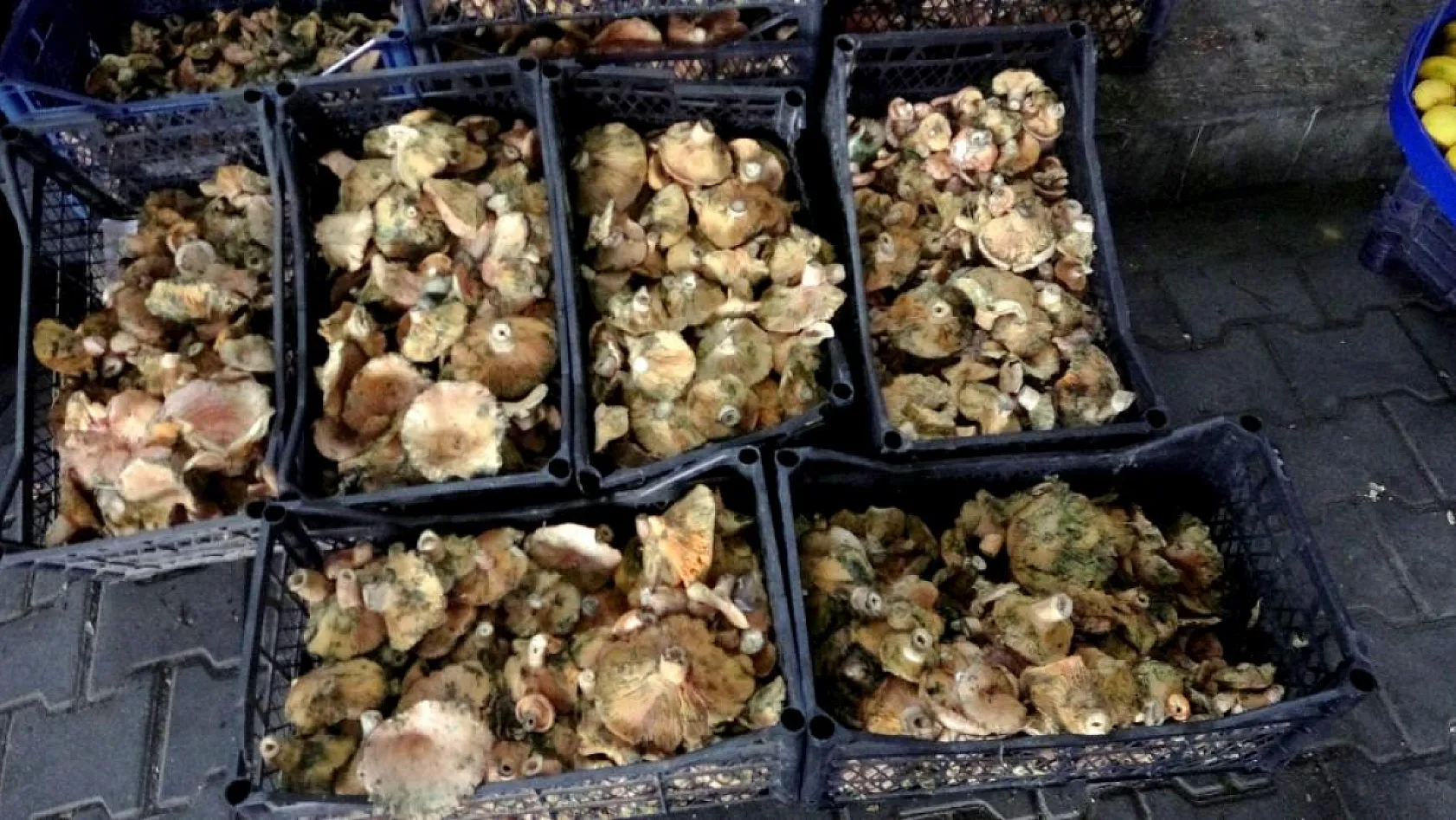 Muğla'da çıntarlar pazar tezgahlarında yerini aldı