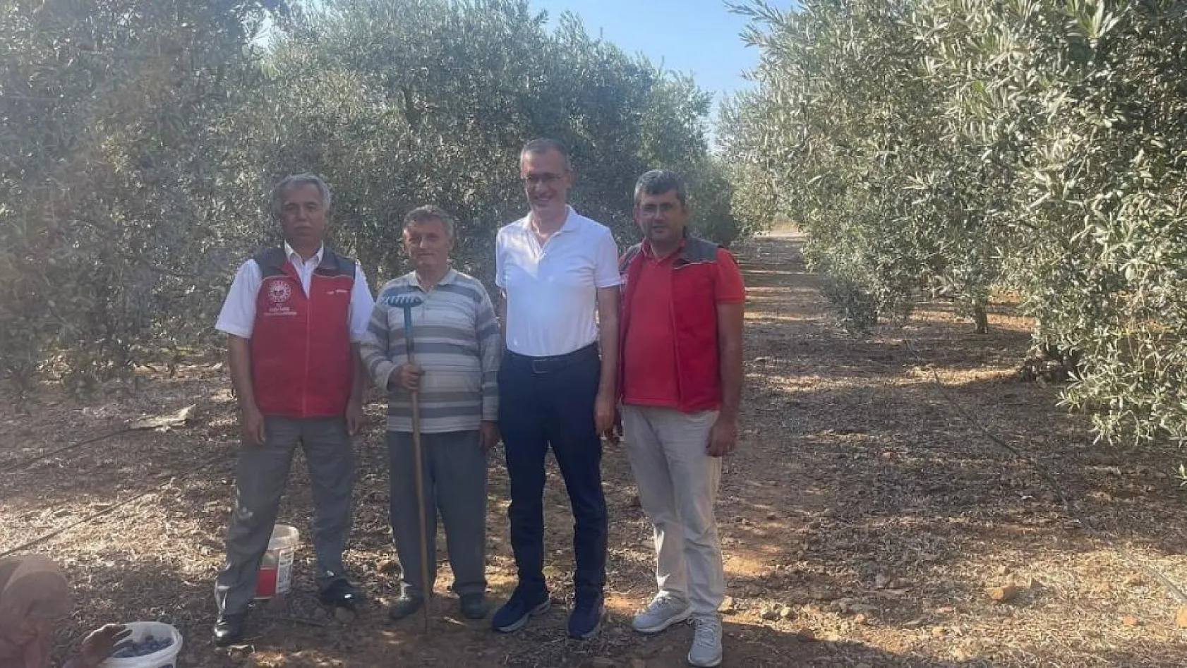 Kaymakam Ertaş, zeytin hasadına katıldı